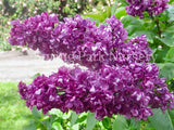 Lilac 'Charles Joly' [Sz:Bare Rooted]