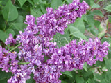 Lilac 'Charles Joly' [Sz:Bare Rooted]