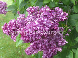 Lilac 'Charles Joly' [Sz:Bare Rooted]