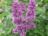 Lilac 'Charles Joly' [Sz:Bare Rooted]