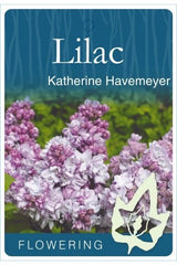 Lilac 'Katherine Havemeyer' [Sz:Bare Rooted]