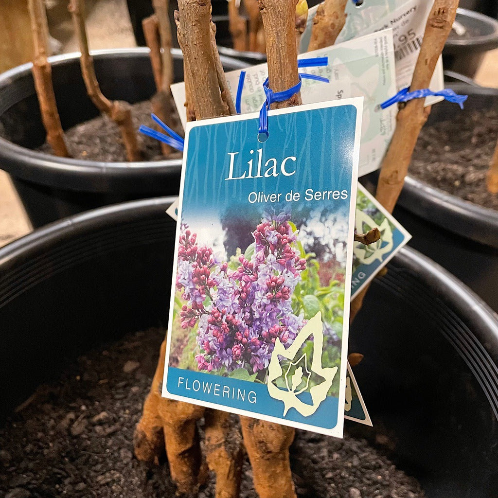 Lilac 'Oliver de Serres' [Sz:Bare Rooted]