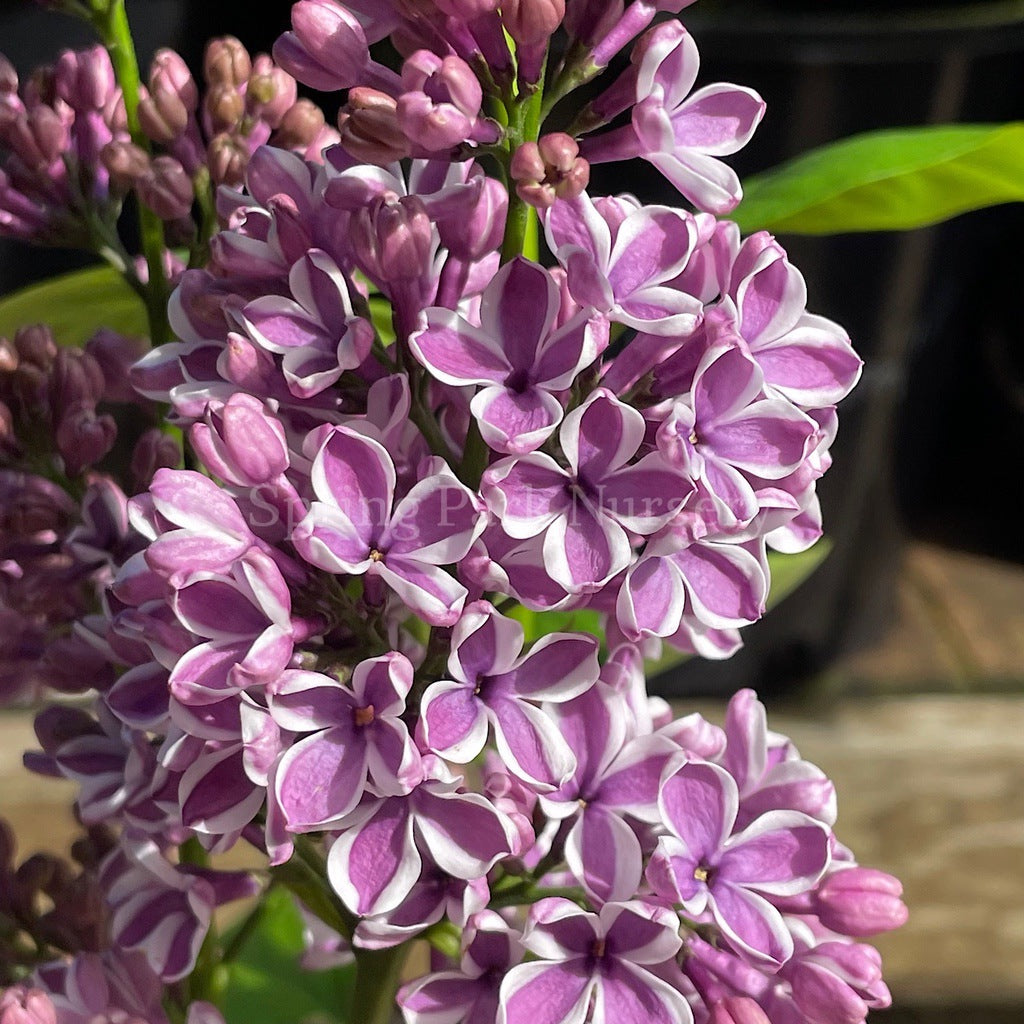 Lilac 'Sensation' [Sz:Bare Rooted]