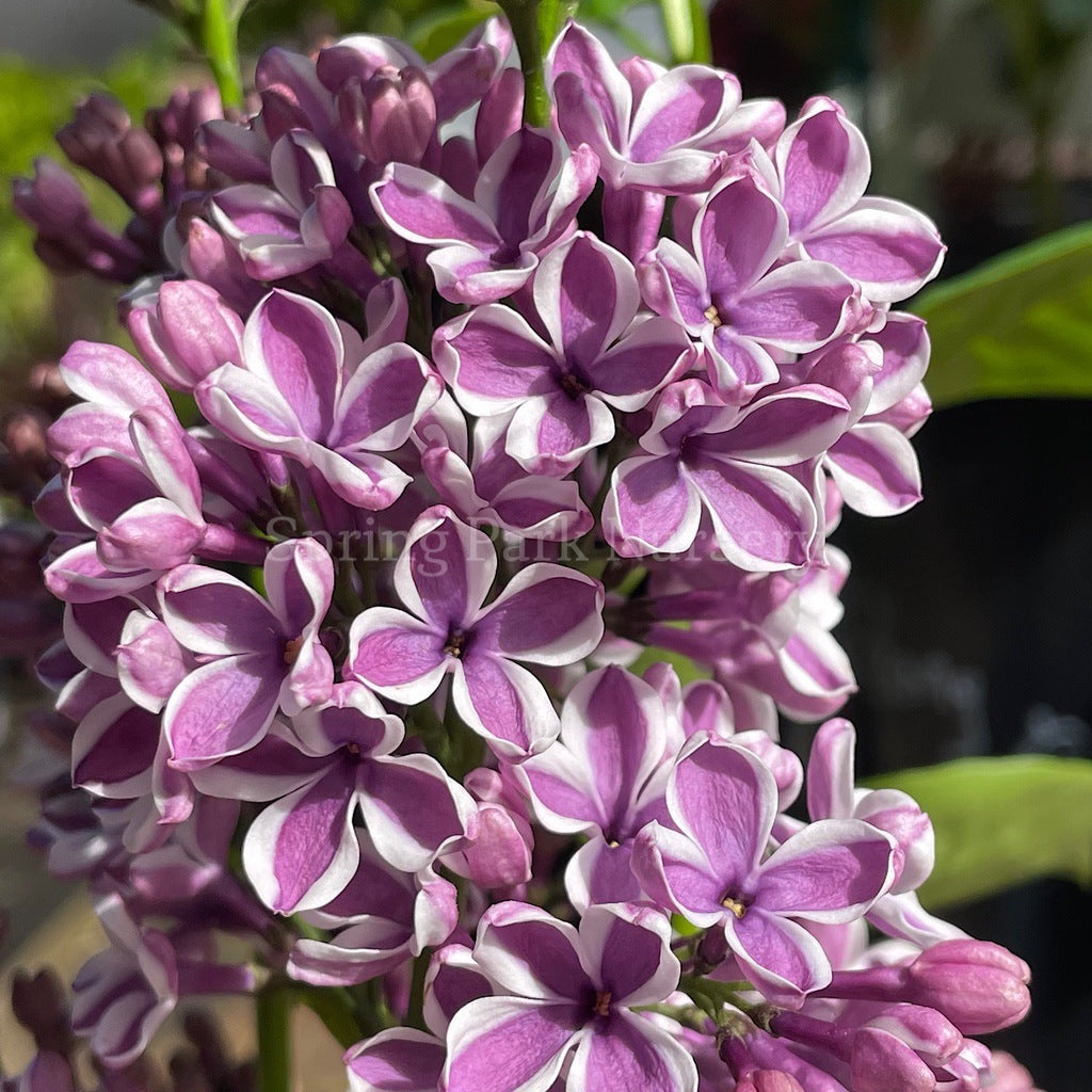 Lilac 'Sensation' [Sz:Bare Rooted]