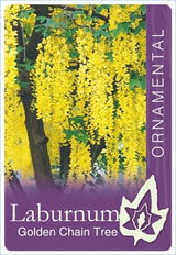 Laburnum x watereri 'Vossii' [Sz:Bare Rooted]