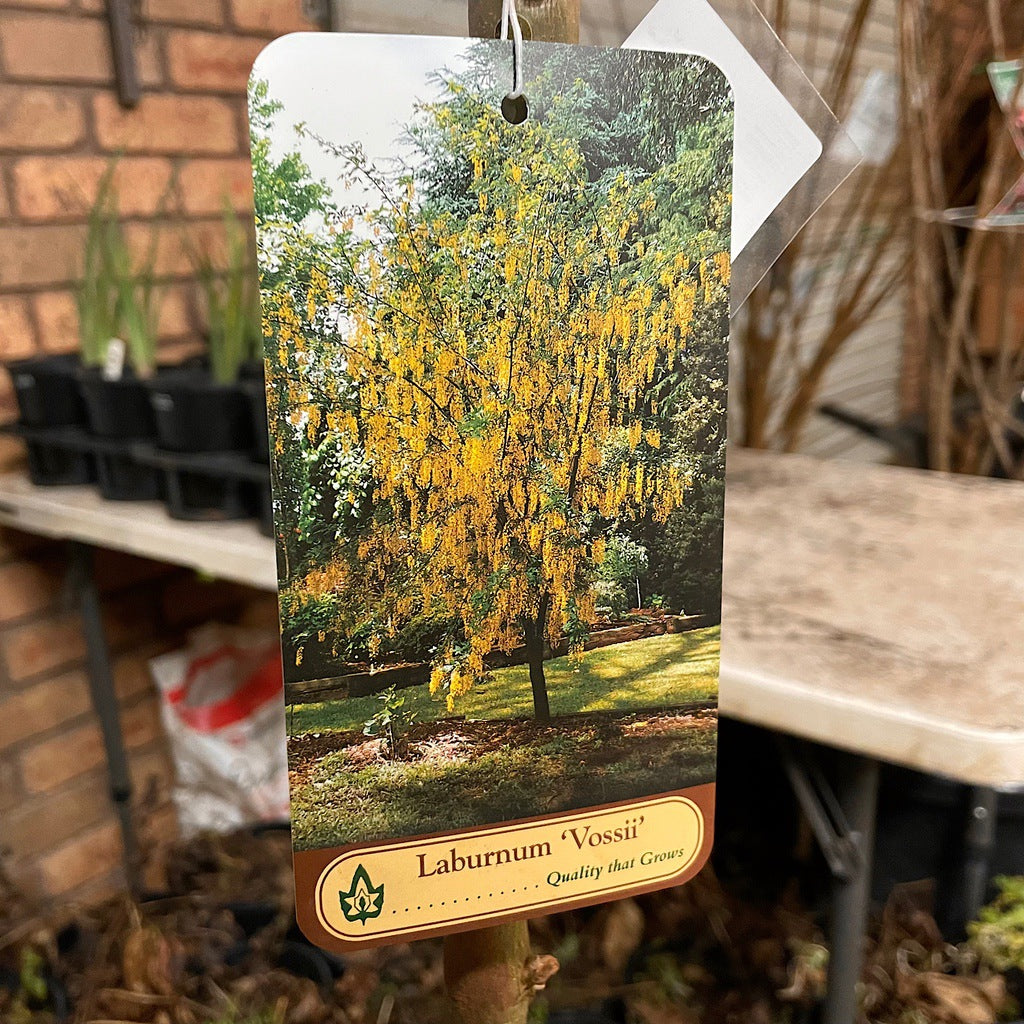 Laburnum x watereri 'Vossii' [Sz:Bare Rooted]