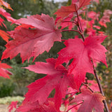 Acer x freemanii 'Jeffersred' [Sz:Bare Rooted]