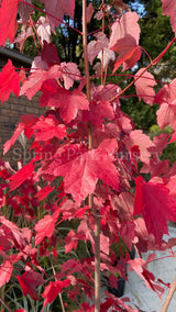 Acer rubrum 'Fairview Flame' [Sz:Bare Rooted]