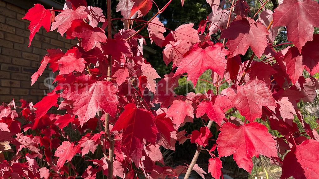 Acer rubrum 'Fairview Flame' [Sz:Bare Rooted]