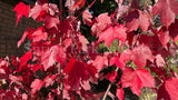 Acer rubrum 'Fairview Flame' [Sz:Bare Rooted]