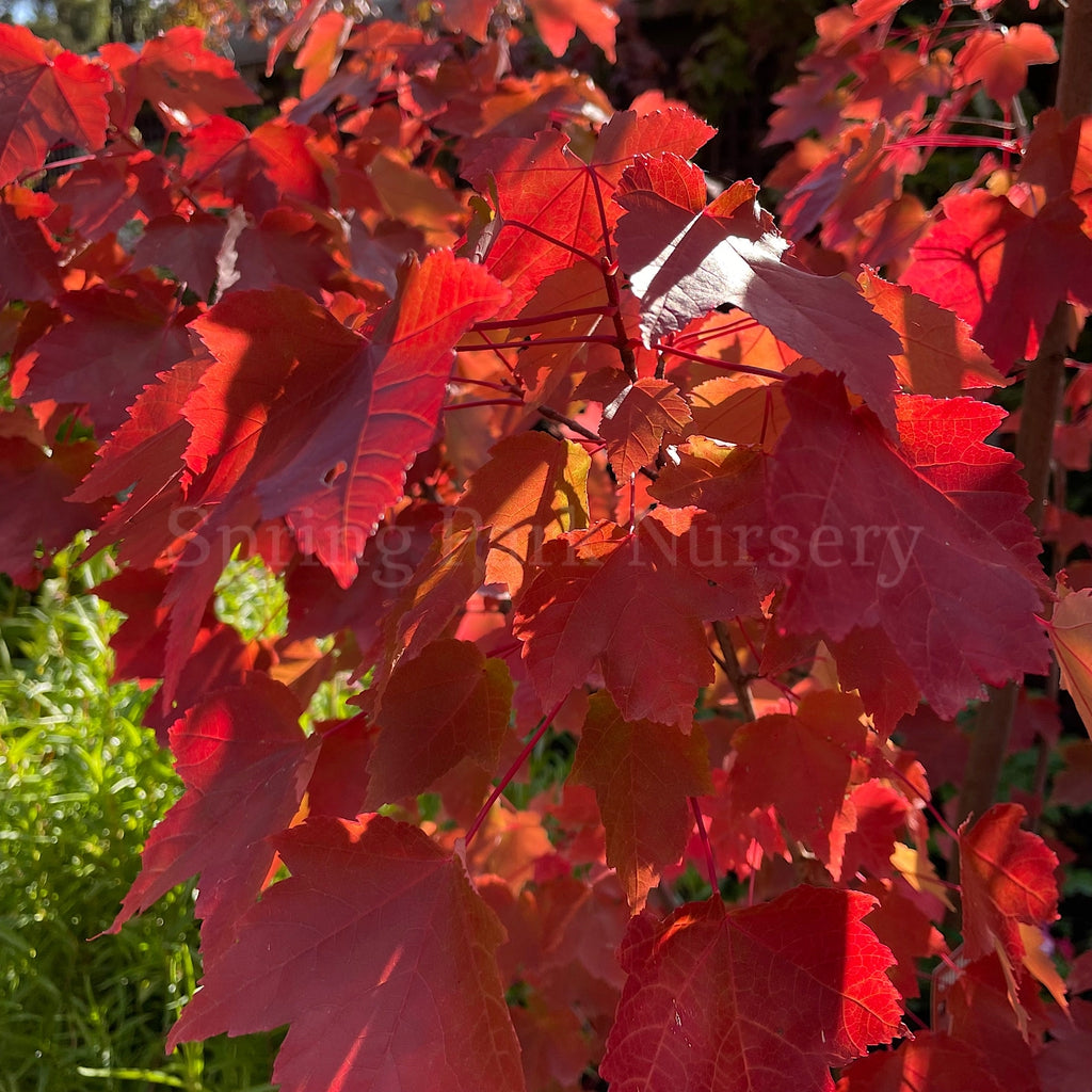 Acer rubrum 'Fairview Flame' [Sz:Bare Rooted]