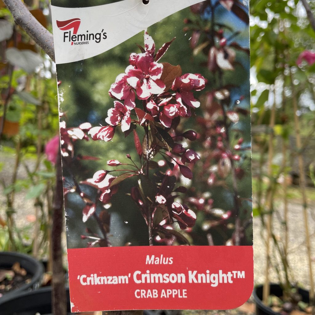 Malus Crimson Knight™ [Sz:Bare Rooted]