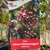 Malus Crimson Knight™ [Sz:Bare Rooted]