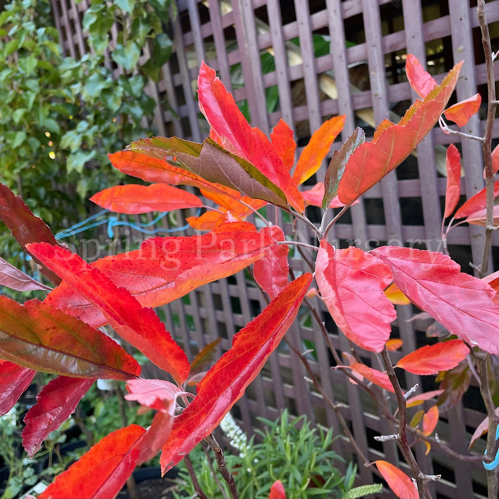 Malus ioensis 'Plena' [Sz:Bare Rooted]