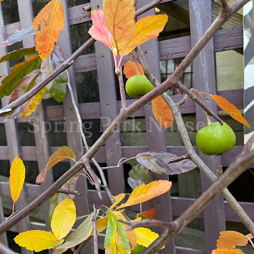 Malus ioensis 'Plena' [Sz:Bare Rooted]