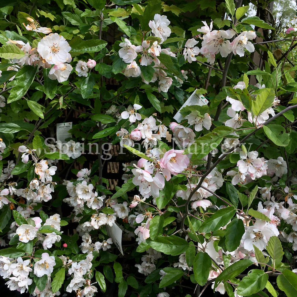 Malus ioensis 'Plena' [Sz:Bare Rooted]