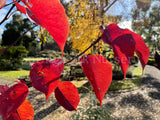 Pyrus calleryana Chanticleer® [Sz:Bare Rooted]