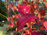 Pyrus calleryana Chanticleer® [Sz:Bare Rooted]