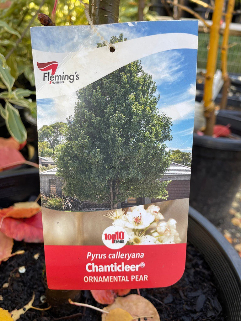 Pyrus calleryana Chanticleer® [Sz:Bare Rooted]