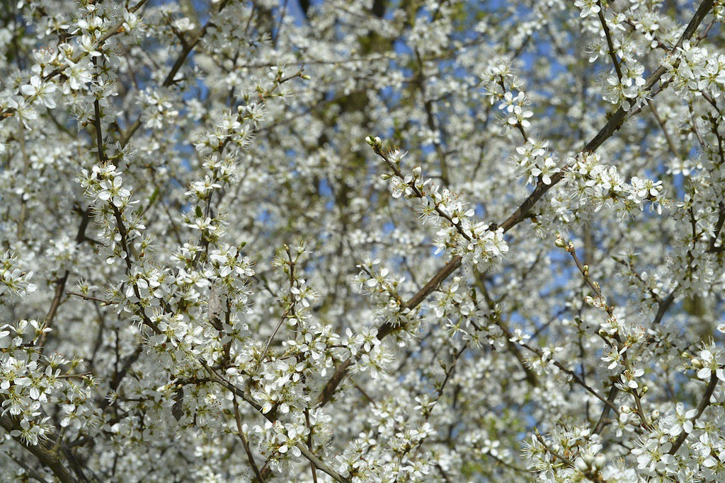 Pyrus calleryana Chanticleer® [Sz:Bare Rooted]