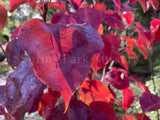 Pyrus calleryana Chanticleer® [Sz:Bare Rooted]