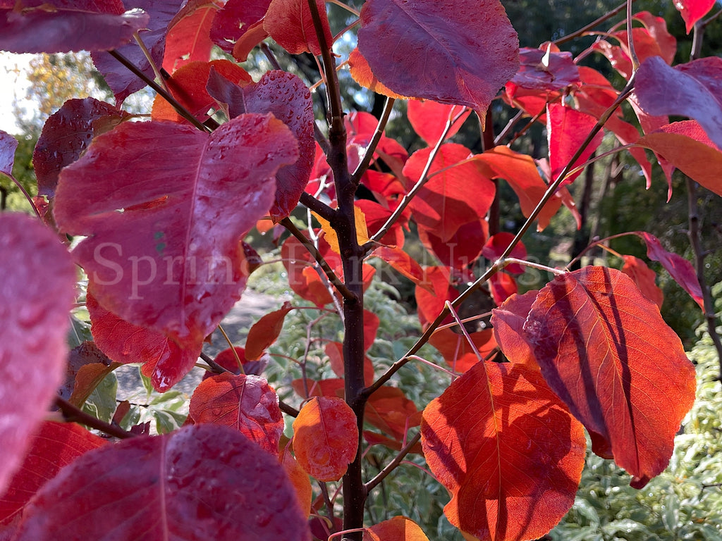 Pyrus calleryana Chanticleer® [Sz:Bare Rooted]