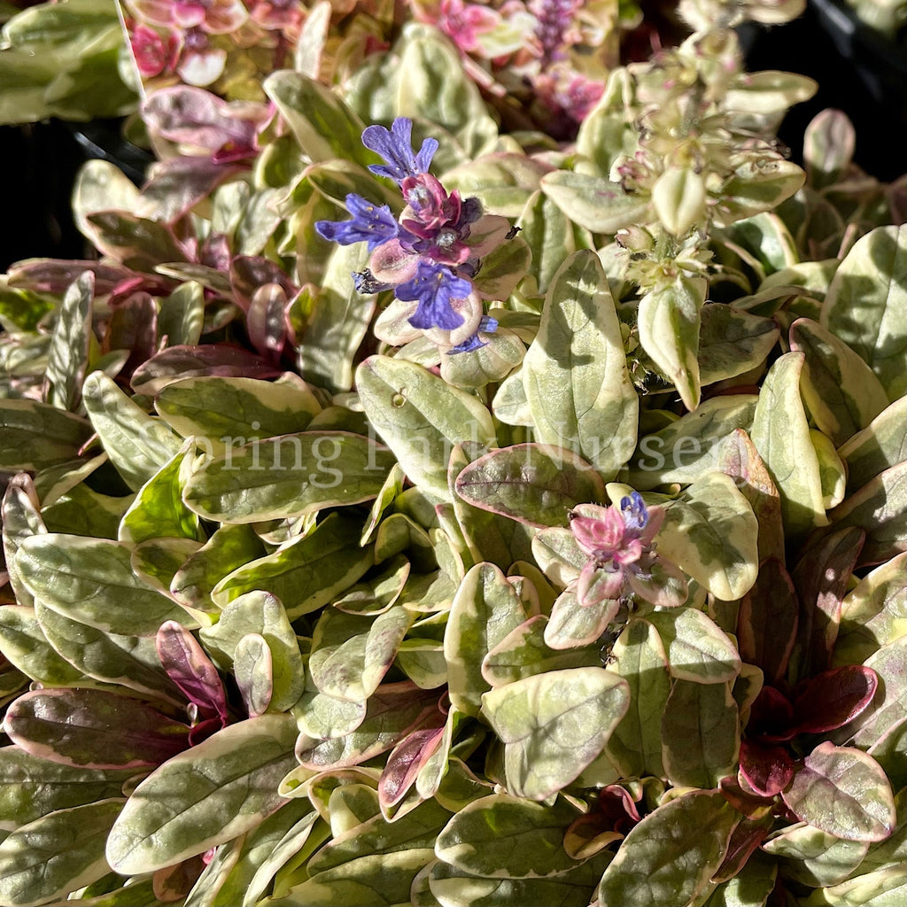 Ajuga tenorii Princess Nadia [Sz:100 mm]