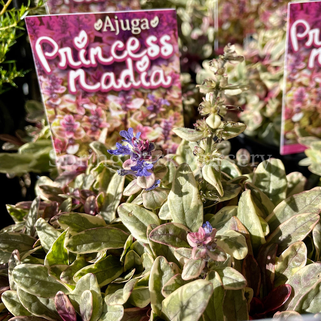 Ajuga tenorii Princess Nadia [Sz:100 mm]