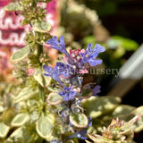 Ajuga tenorii Princess Nadia [Sz:100 mm]