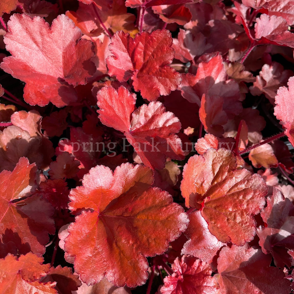 Heuchera 'Forever Red' [Sz:100 mm]