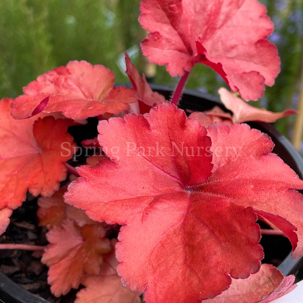 Heuchera 'Forever Red' [Sz:100 mm]