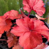 Heuchera 'Forever Red' [Sz:100 mm]