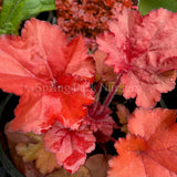 Heuchera 'Forever Red' [Sz:100 mm]