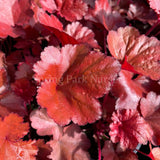 Heuchera 'Forever Red' [Sz:100 mm]