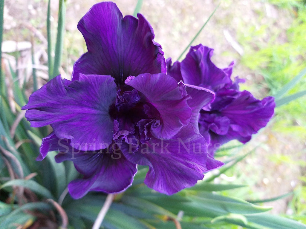 Pacific Coast Iris 'Thunder Cloud' [Sz:100 mm]