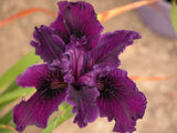 Pacific Coast Iris 'Thunder Cloud' [Sz:100 mm]