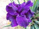 Pacific Coast Iris 'Thunder Cloud' [Sz:100 mm]