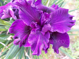 Pacific Coast Iris 'Thunder Cloud' [Sz:100 mm]