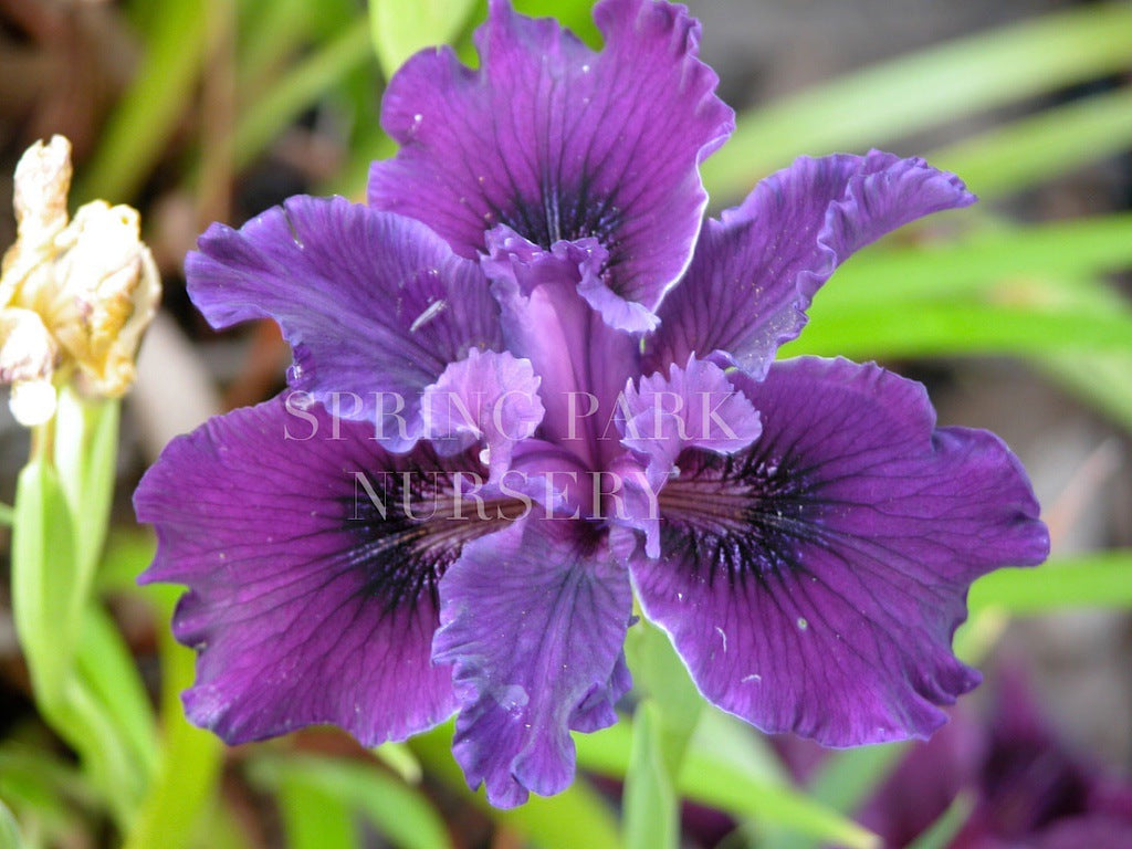 Pacific Coast Iris 'Thunder Cloud' [Sz:100 mm]