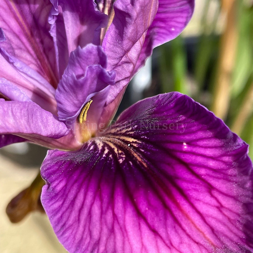 Pacific Coast Iris 'Lila' [Sz:100 mm]