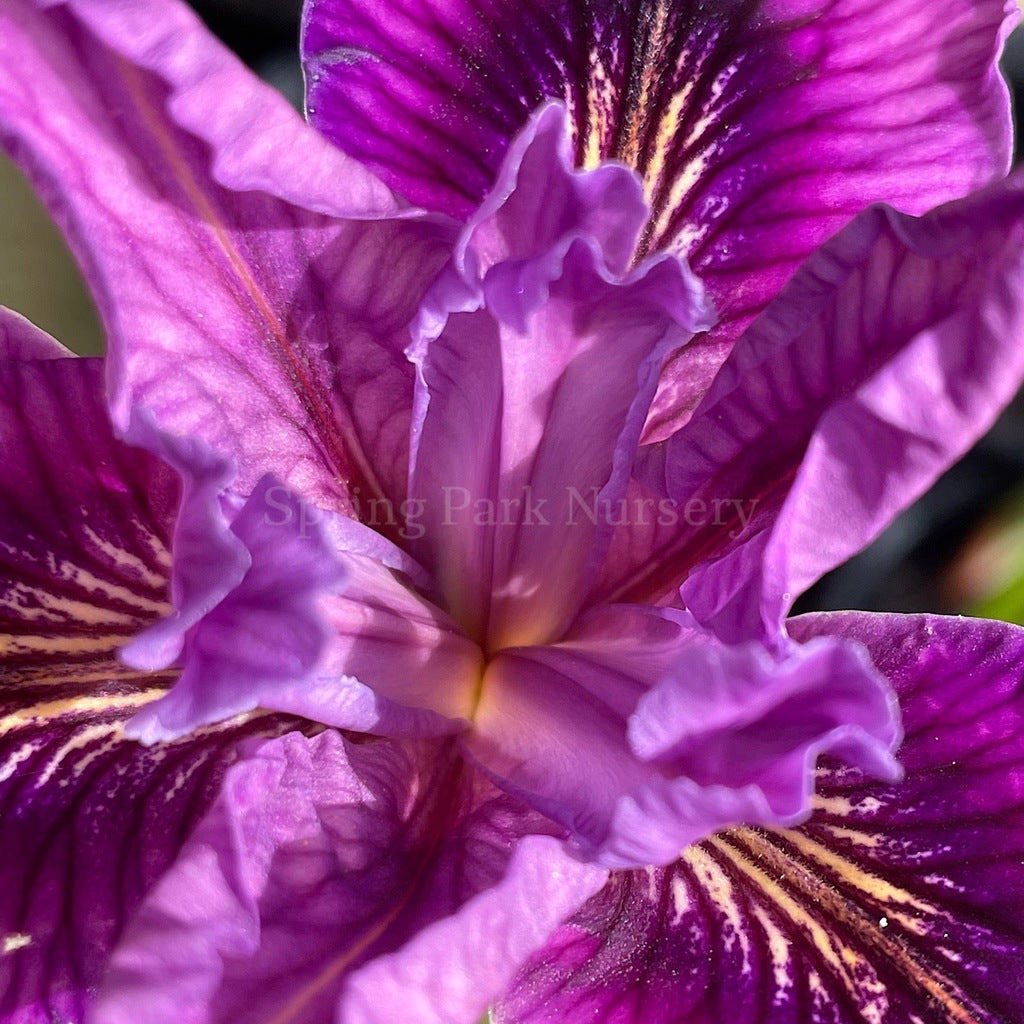 Pacific Coast Iris 'Lila' [Sz:100 mm]