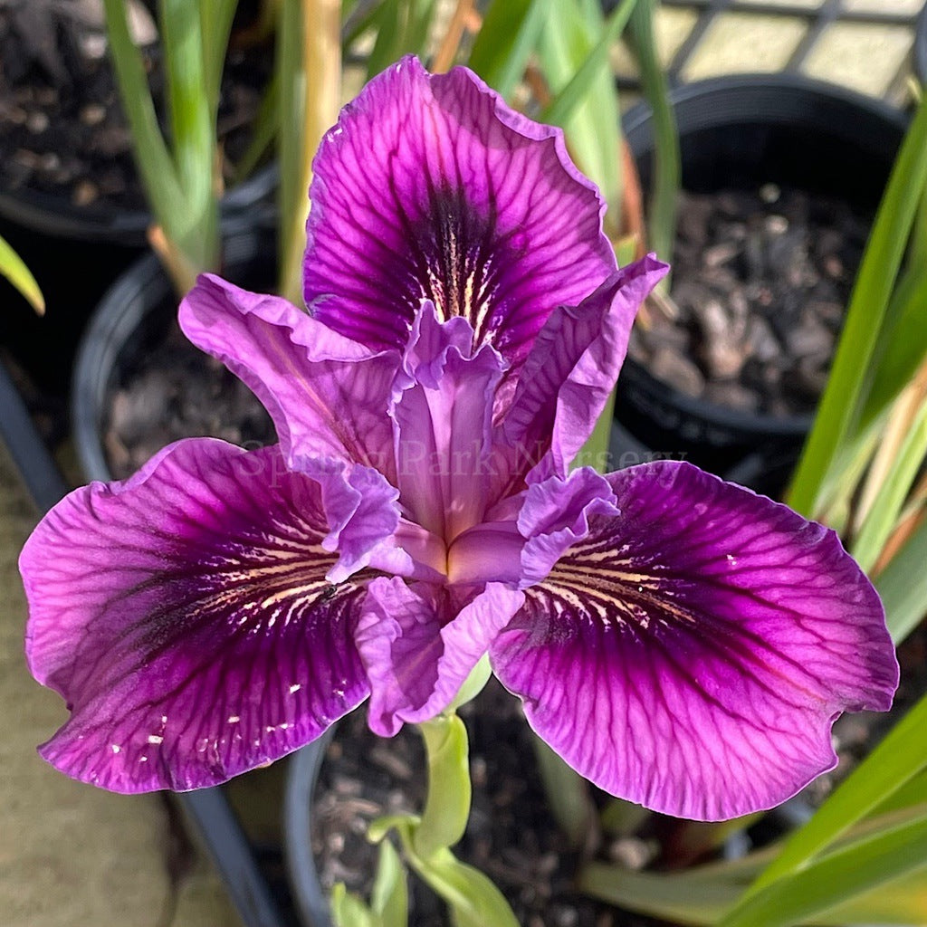 Pacific Coast Iris 'Lila' [Sz:100 mm]