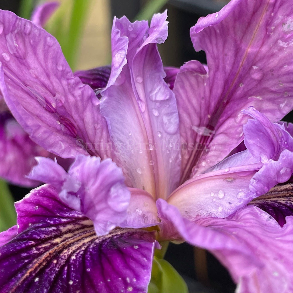 Pacific Coast Iris 'Lila' [Sz:100 mm]