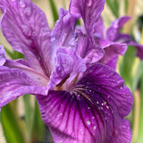 Pacific Coast Iris 'Lila' [Sz:100 mm]