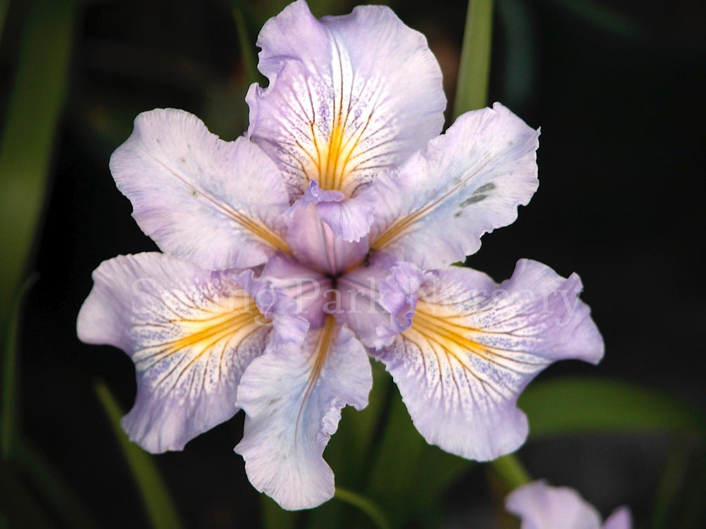 Pacific Coast Iris 'Winter Moon' [Sz:100 mm]