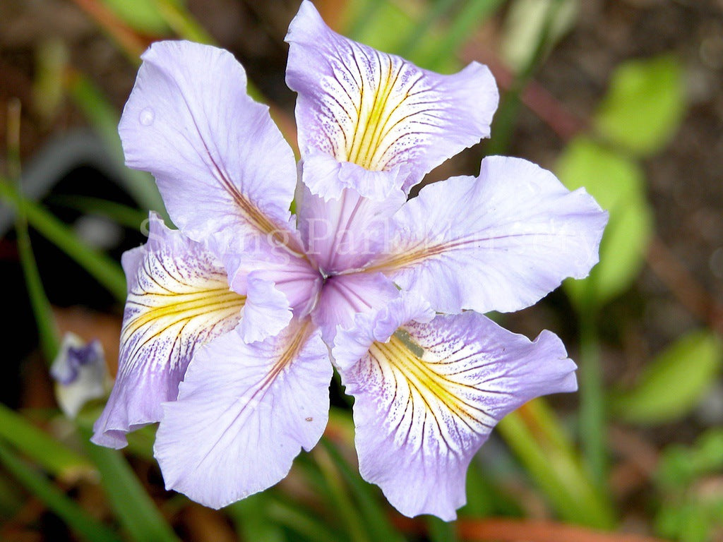 Pacific Coast Iris 'Winter Moon' [Sz:100 mm]