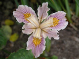 Pacific Coast Iris 'Noarlunga' [Sz:100 mm]