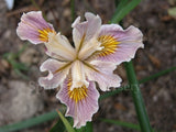 Pacific Coast Iris 'Noarlunga' [Sz:100 mm]