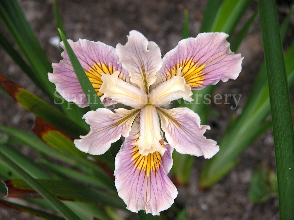 Pacific Coast Iris 'Noarlunga' [Sz:100 mm]