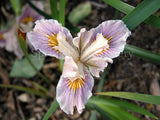 Pacific Coast Iris 'Noarlunga' [Sz:100 mm]